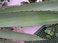 Agave ensifera Jacobi (fam Agavacees) (Mexique) (3) (Photo F. Mrugala)
